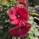 HIBISCUS GARNET GLOBES #3