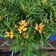 COREOPSIS NOVA AMBER #1