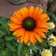 ECHINACEA SUNSEEKERS MINELO #1