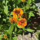HELENIUM MARDI GRAS #2