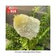 HYDRANGEA BOBO #5