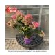 HYDRANGEA VANILLA STRAWBERRY #2