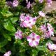 PHLOX PAN. FLAME LILAC STAR #1