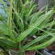 GRASS HAKONECHLOA ALBO STRIATA #1.5