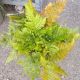 FERN BRILLIANCE #2