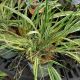GRASS HAKONECHLOA LIME ZEST#1.5