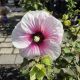 HIBISCUS ANGEL EYES #2