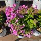 PHLOX PRISMATIC PINK #1.5