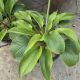 HOSTA JURASSIC PARK #2