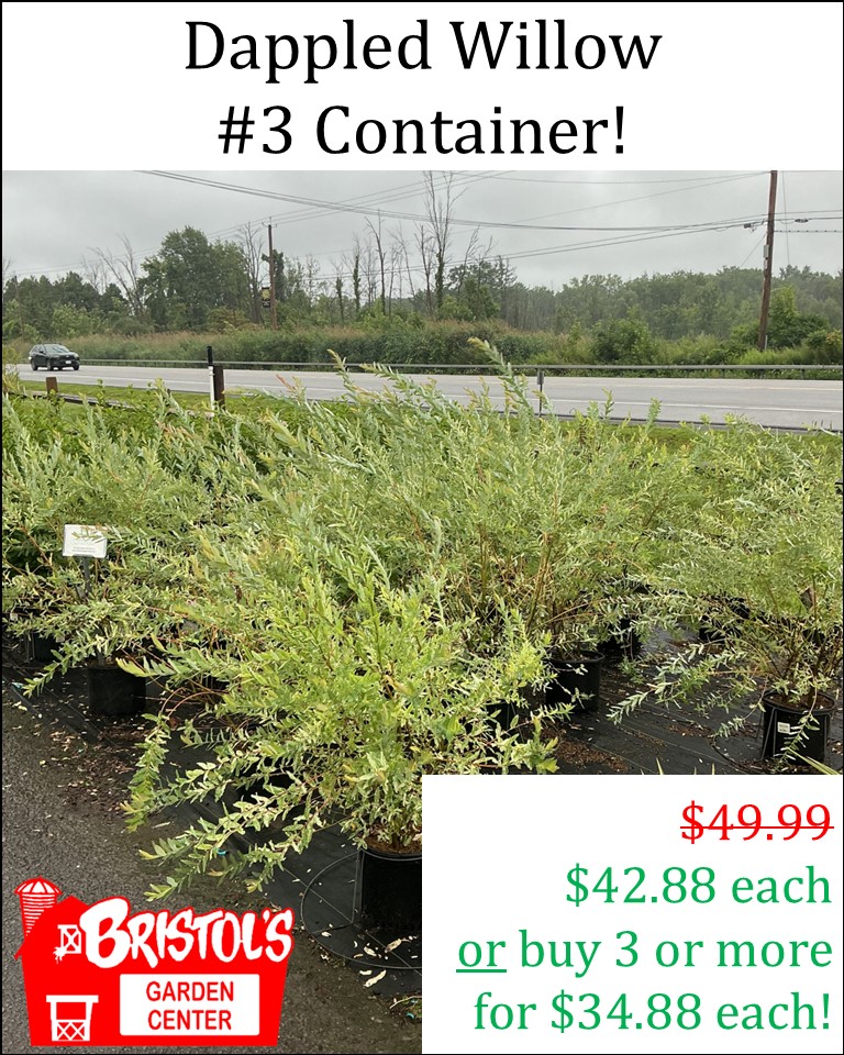 WillowSale1