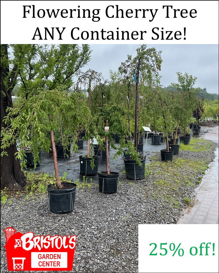 CherrySale1