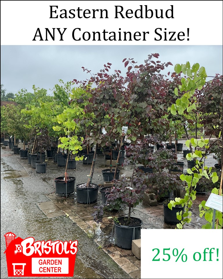 RedbudSale1